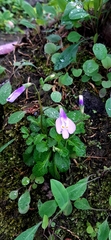 Mazus fauriei