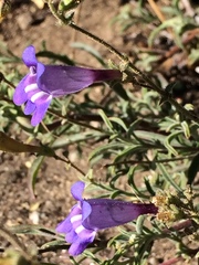 Penstemon laetus