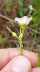 Sida linifolia