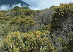 Gaiadendron punctatum