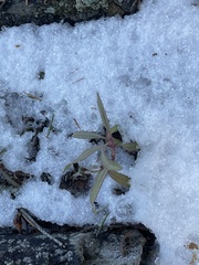 Penstemon fruticosus