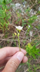 Sida linifolia