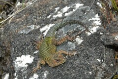 Sceloporus malachiticus
