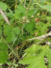 Rubus parvifolius