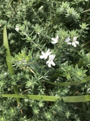 Westringia fruticosa