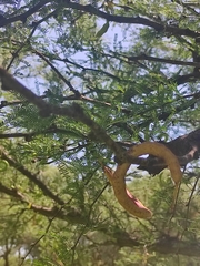 Prosopis flexuosa