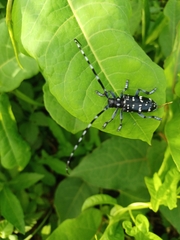 Anoplophora chinensis