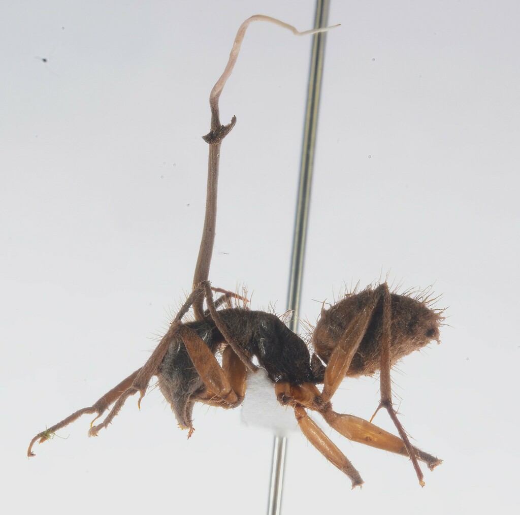 Ophiocordyceps camponoti-rufipedis