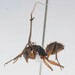 Ophiocordyceps camponoti-rufipedis - Photo (c) Tales Alves Jr., some rights reserved (CC BY-NC), uploaded by Tales Alves Jr.