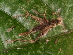 Akanthomyces