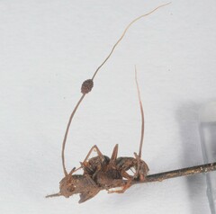 Ophiocordyceps unilateralis