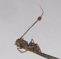 Ophiocordyceps unilateralis