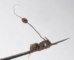 Ophiocordyceps unilateralis