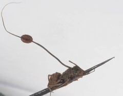 Ophiocordyceps unilateralis