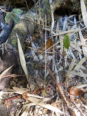 Anisomorpha buprestoides