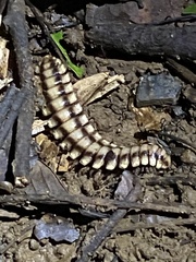 Nyssodesmus python
