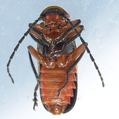 Atalantycha bilineata