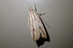 Donacostola notabilis