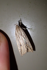 Donacostola notabilis