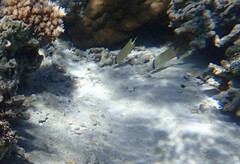 Chaetodon citrinellus