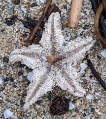Pisaster ochraceus
