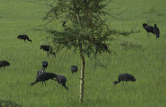 Anastomus lamelligerus