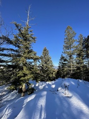 Pseudotsuga menziesii