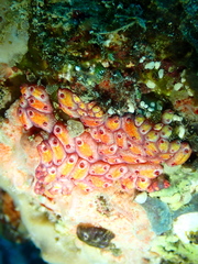 Eusynstyela latericius