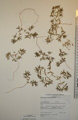 Euphorbia polygonifolia