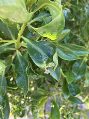 Phyllocnistis citrella