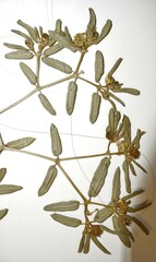 Euphorbia polygonifolia