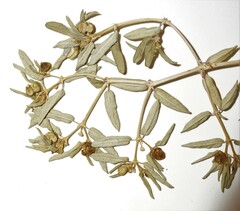 Euphorbia polygonifolia