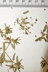 Euphorbia polygonifolia