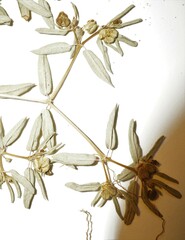 Euphorbia polygonifolia