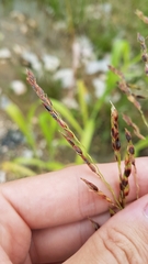 Sorghum arundinaceum