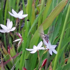 Drepanogynis pallidimargo