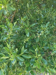 Phyllocnistis citrella