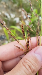 Sorghum arundinaceum