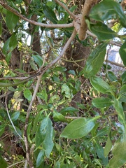 Phyllocnistis citrella