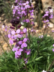 Boechera breweri