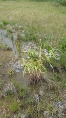 Sorghum arundinaceum