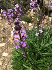 Boechera breweri
