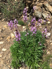 Boechera breweri