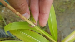 Sorghum arundinaceum