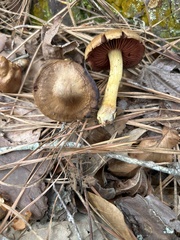 Dermocybe