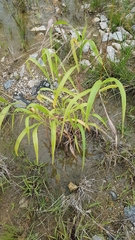 Sorghum arundinaceum