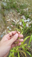 Sorghum arundinaceum