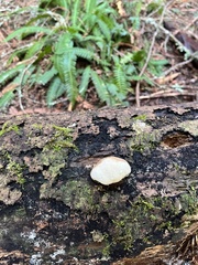 Buglossoporus quercinus