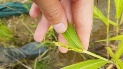 Sorghum arundinaceum