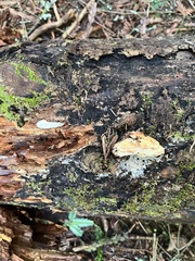 Buglossoporus quercinus